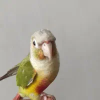 طوطی گرینچیک آناناسی فوق دستی