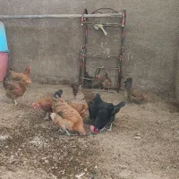 مرغ و خروس|حیوانات مزرعه|حمیدیه, |دیوار