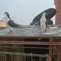 نروماده سیاپاک|پرنده|مشهد, شهرک شیرین|دیوار