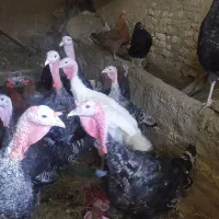 بوقلمون گوشتی بوقلمون برنز  تخم بوقلمون|حیوانات مزرعه|چناران, |دیوار