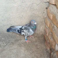 کبوتر پلاکی