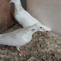 طوقی و شهری کاکل|پرنده|شیراز, جمهوری|دیوار