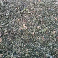 ذرت علوفه‌ای|حیوانات مزرعه|صومعه‌سرا, |دیوار