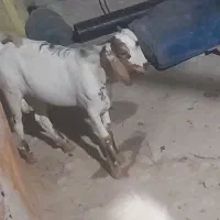 کهره نری