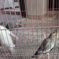 عروس هلندی جفت و طوطی کوتوله برزیلی