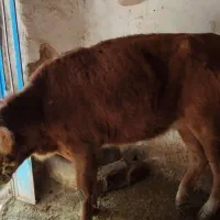 گاو زا اول و گوساله درجه یک