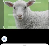 تعداد ۷۰ راس گوسفند