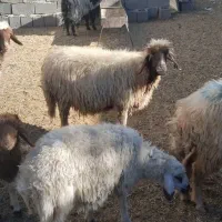 حیوانات مزرعه|حیوانات مزرعه|ایلام, |دیوار