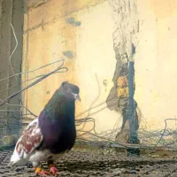 کبوتر کله سرخ ماده