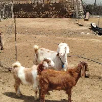 فروش یک عدد بز سه قلو زا با دو بزغاله در رومشکان