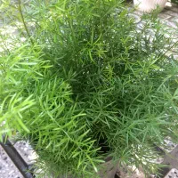 گلهای زیبا|گل و گیاه طبیعی|گرگان, |دیوار