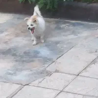 سگ توله پامر دستی وبازیگوش|سگ|مرودشت, بیست متری بیمارستان|دیوار