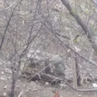 قاز وخروس جوان