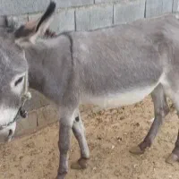 الاغ
