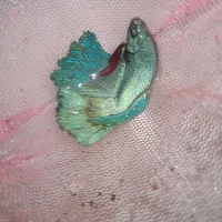 ماهی فایتر نر و ماده|ماهی|قدس, شهرقدس|دیوار