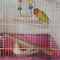 عروس هلندی و کوتوله برزیلی