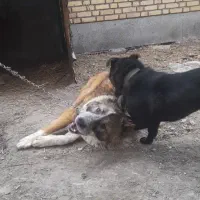 پاکوتاه فروشی|سگ|چناران, |دیوار