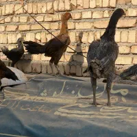 مرغ لاری