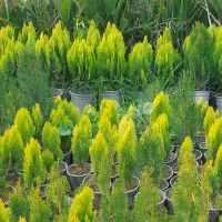 فروش نهال سرو شیراز .پالم . کامیس و..