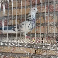 کبوتر|پرنده|صوفیان, |دیوار