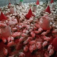 جوجه بوقلمون 20 روزه