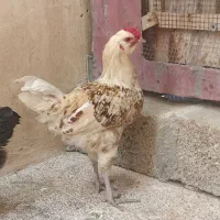 خروس گلین لری