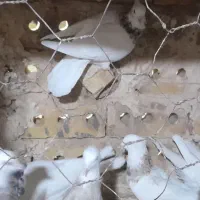 کبوتر طوقی جفتگاه