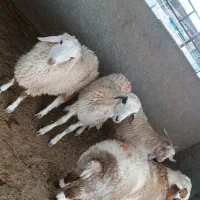 بر نر کیلو 340 بزغاله نر 310|حیوانات مزرعه|بیرجند, |دیوار