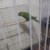 ملنگو کله فندقی