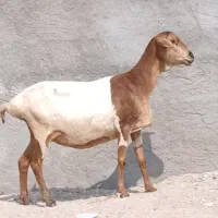میش برشن آبستن