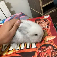 خرگوش مینی لوپ آمریکایی