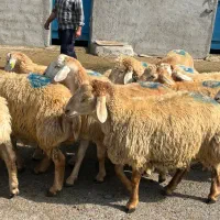 . ترازو قصاب دام چاق  زنده بهداشتی کردستان