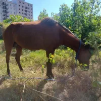 مادیان ۴ساله شکم پر از نریان ترکمن