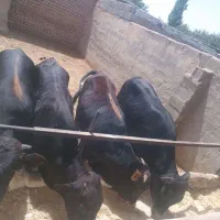 گاو های نر چاق