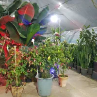 اجاره-سوله-درآذرشهرکمربندی