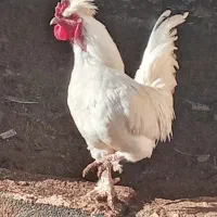 خروس نژاد سلطان|حیوانات مزرعه|یزد, |دیوار