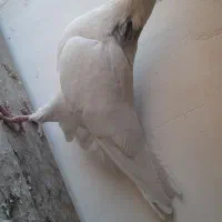 کفتر طوقی|پرنده|مبارکه, |دیوار