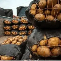 اکیب بار زدن سیب زمینی