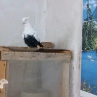 دمای نر بسته