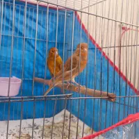 جفت قناری شتری سرخ نر و ماده|پرنده|شیراز, احمدآباد|دیوار