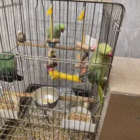 یک جفت ملنگو