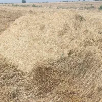 کاه امروز