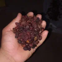 پودر زغال وزغال اخته با هسته فروش عمده