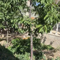 باغ-ویلا-کلاکوب