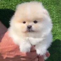 پامرانین کیفیت بمب|سگ|مشهد, آبادگران|دیوار