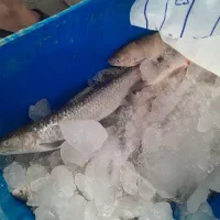 ماهی رودخانه