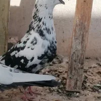 دمه سیاه و سینه زرد|پرنده|یزد, |دیوار