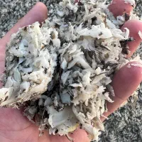 تفاله چغندر خوراک دام گاو گوسفند اسب