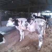 گاو نر سیمینتال یک ساله سالم فروش نفدی قیمت ۲۸۰