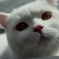 گربه نر اسکاتیش
